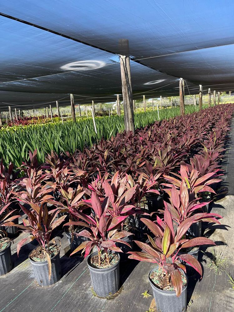 cordyline-fruticosa-red-sister-ti-plant-cordyline-terminalis-dracaena-terminalis