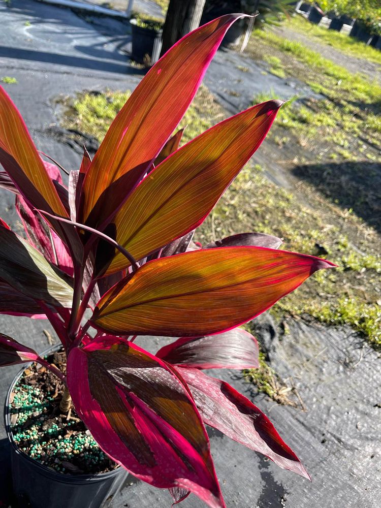 cordyline-fruticosa-red-sister-ti-plant-cordyline-terminalis-dracaena-terminalis
