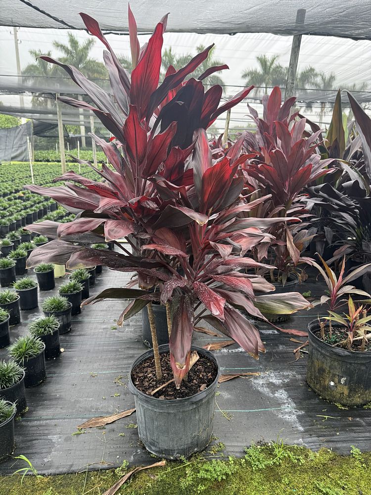 cordyline-fruticosa-red-sister-ti-plant-cordyline-terminalis-dracaena-terminalis