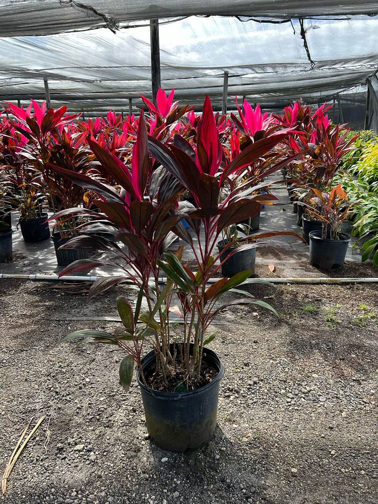 cordyline-fruticosa-red-sister-ti-plant-cordyline-terminalis-dracaena-terminalis