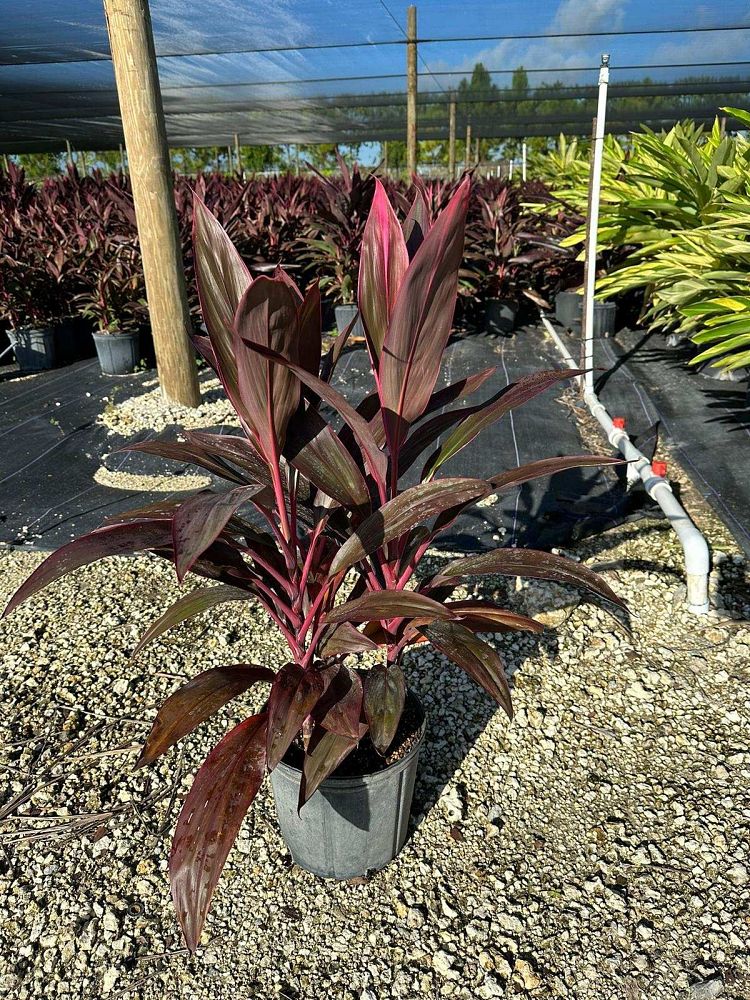 cordyline-fruticosa-red-sister-ti-plant-cordyline-terminalis-dracaena-terminalis