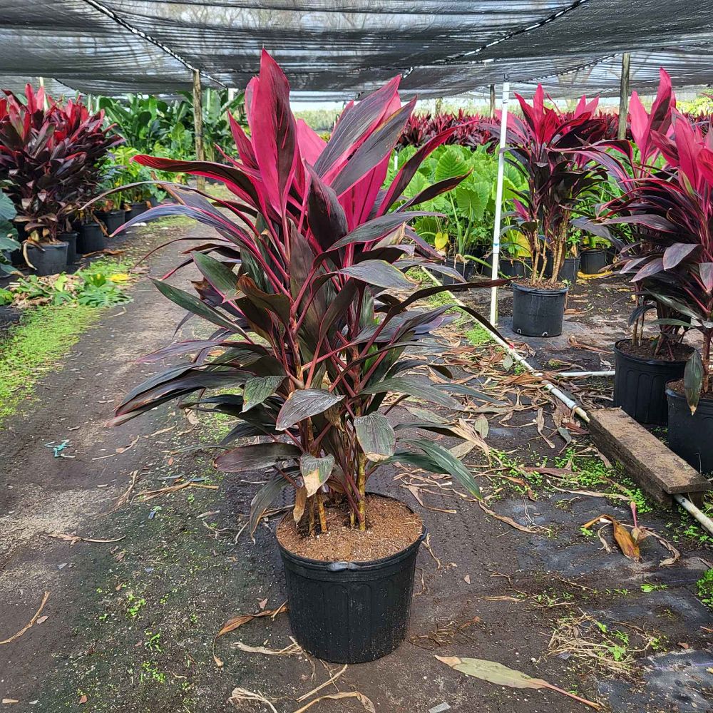 cordyline-fruticosa-red-sister-ti-plant-cordyline-terminalis-dracaena-terminalis