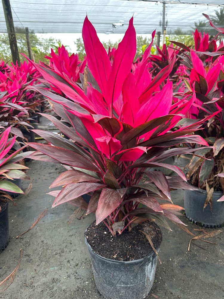cordyline-fruticosa-red-sister-ti-plant-cordyline-terminalis-dracaena-terminalis