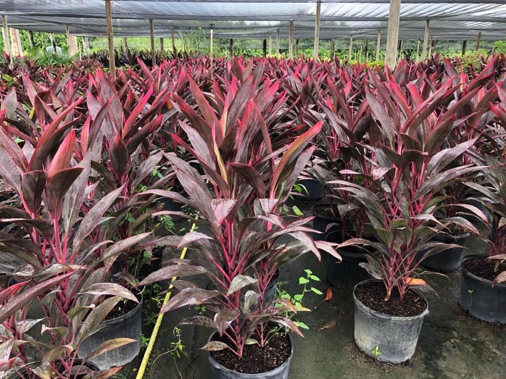 cordyline-fruticosa-red-sister-ti-plant-cordyline-terminalis-dracaena-terminalis
