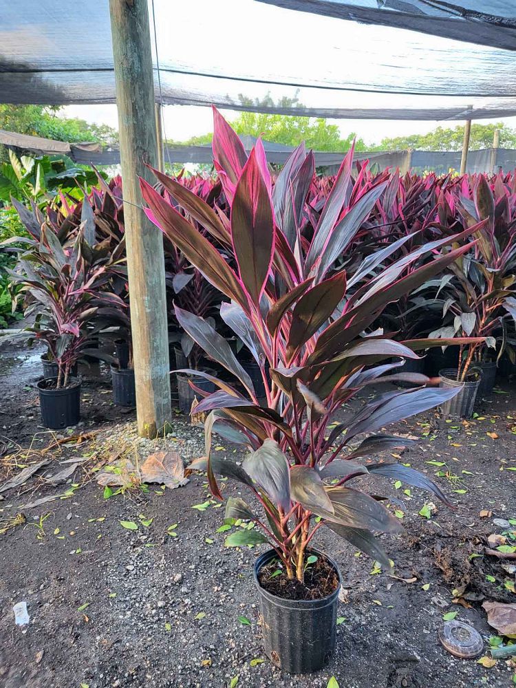 cordyline-fruticosa-red-sister-ti-plant-cordyline-terminalis-dracaena-terminalis