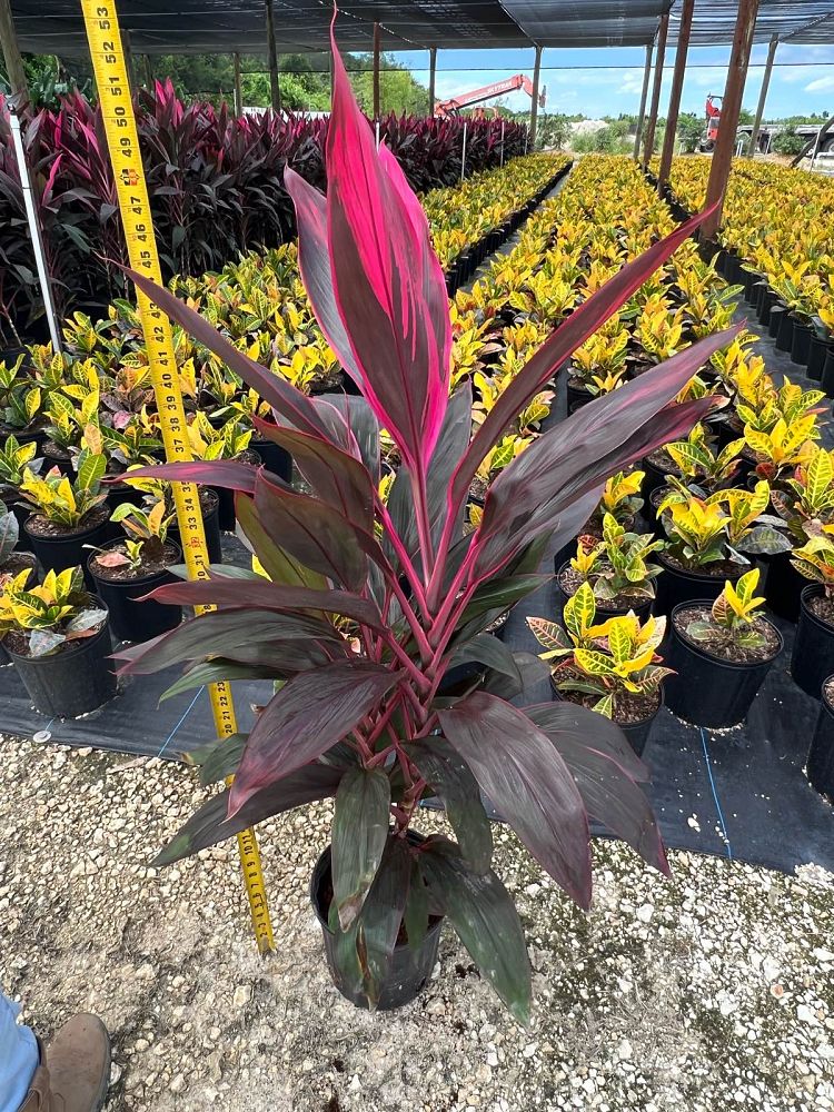cordyline-fruticosa-red-sister-ti-plant-cordyline-terminalis-dracaena-terminalis