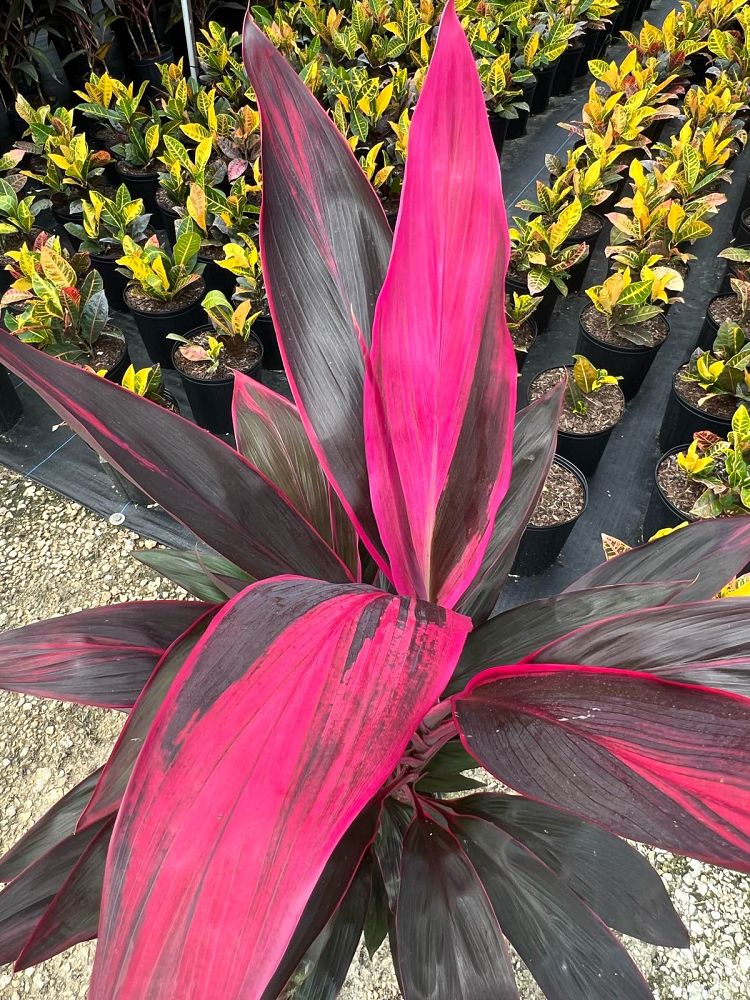 cordyline-fruticosa-red-sister-ti-plant-cordyline-terminalis-dracaena-terminalis