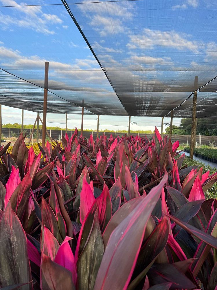 cordyline-fruticosa-red-sister-ti-plant-cordyline-terminalis-dracaena-terminalis