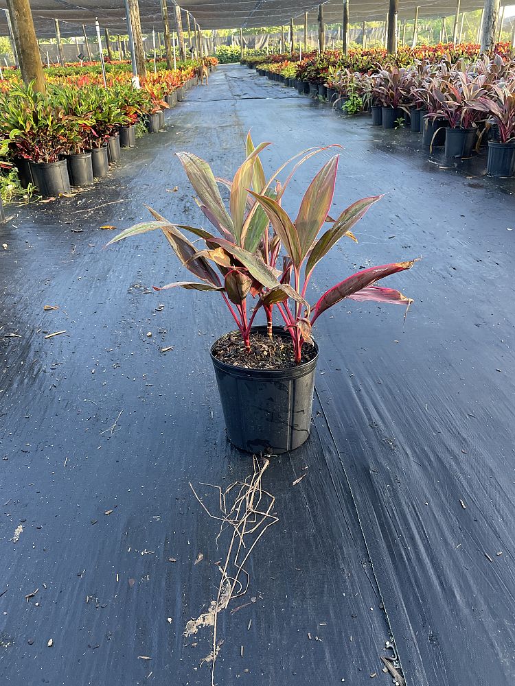 cordyline-fruticosa-red-sister-ti-plant-cordyline-terminalis-dracaena-terminalis