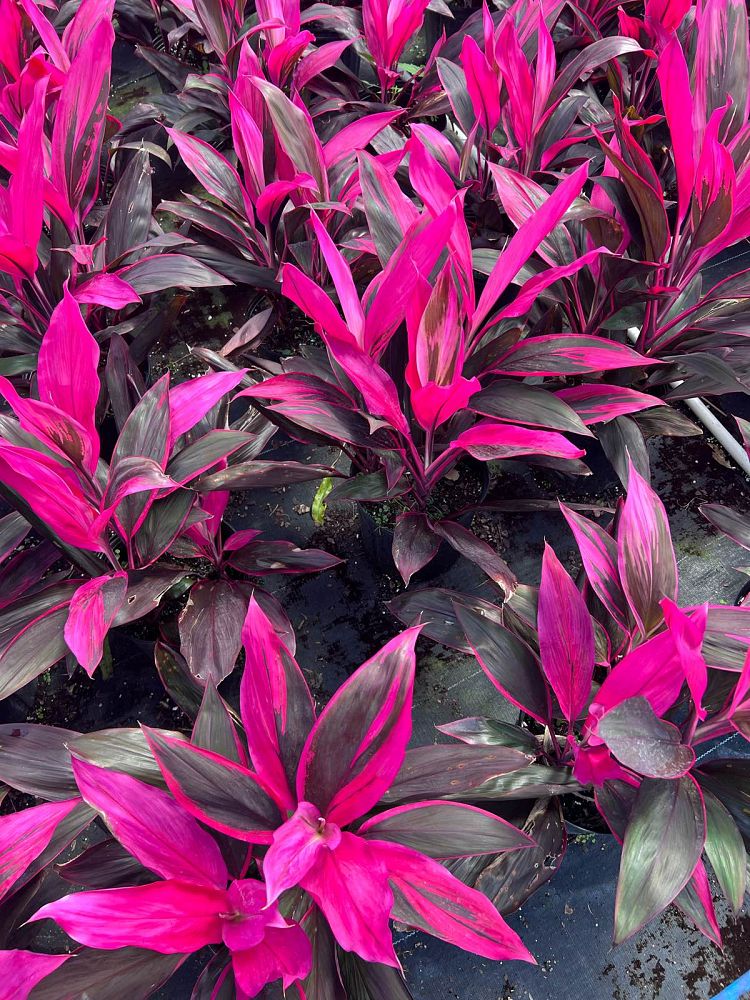 cordyline-fruticosa-red-sister-ti-plant-cordyline-terminalis-dracaena-terminalis