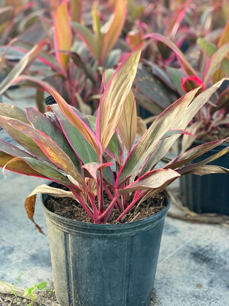 cordyline-fruticosa-red-sister-ti-plant-cordyline-terminalis-dracaena-terminalis