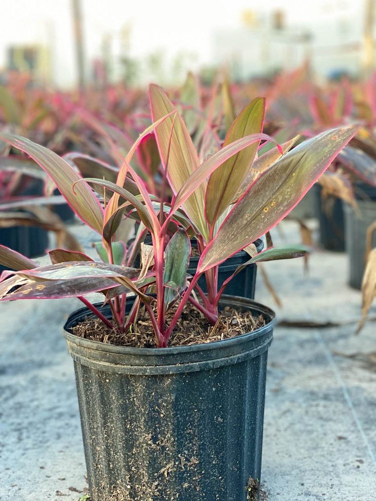 cordyline-fruticosa-red-sister-ti-plant-cordyline-terminalis-dracaena-terminalis