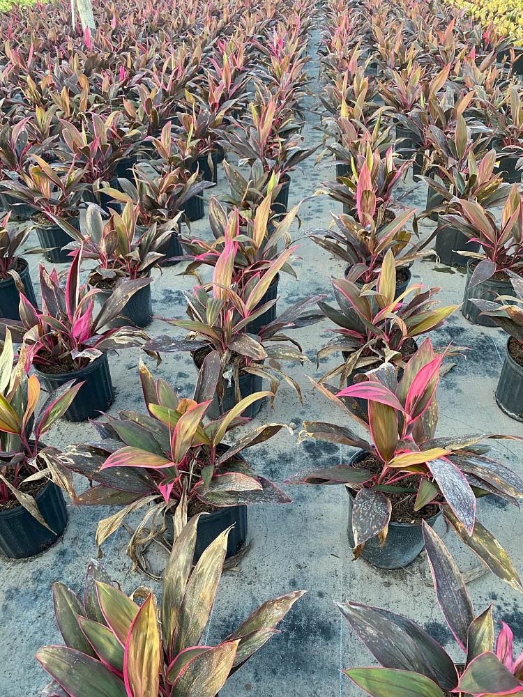 cordyline-fruticosa-red-sister-ti-plant-cordyline-terminalis-dracaena-terminalis