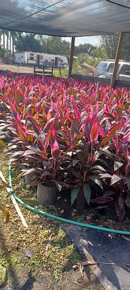 cordyline-fruticosa-red-sister-ti-plant-cordyline-terminalis-dracaena-terminalis
