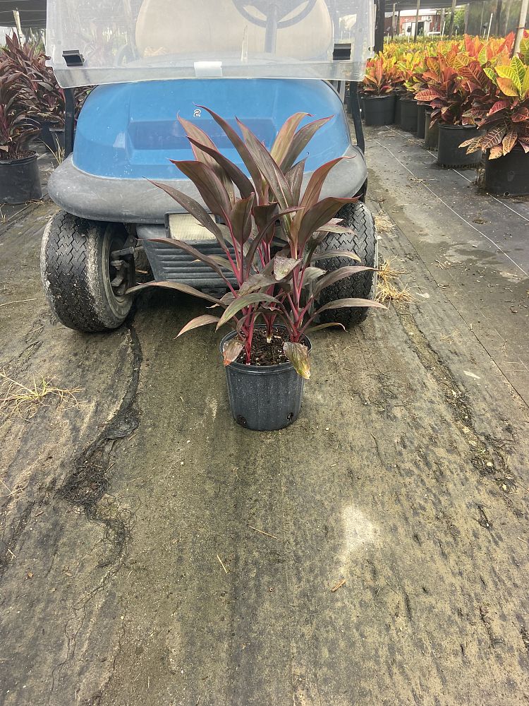 cordyline-fruticosa-red-sister-ti-plant-cordyline-terminalis-dracaena-terminalis