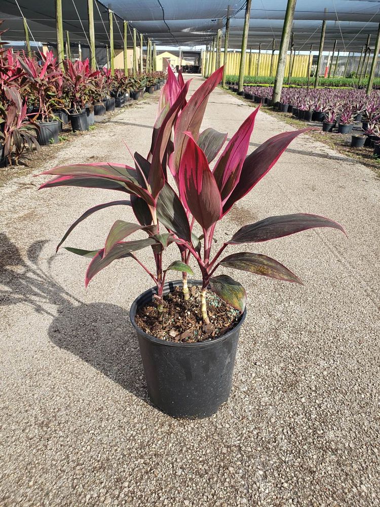 cordyline-fruticosa-red-sister-ti-plant-cordyline-terminalis-dracaena-terminalis