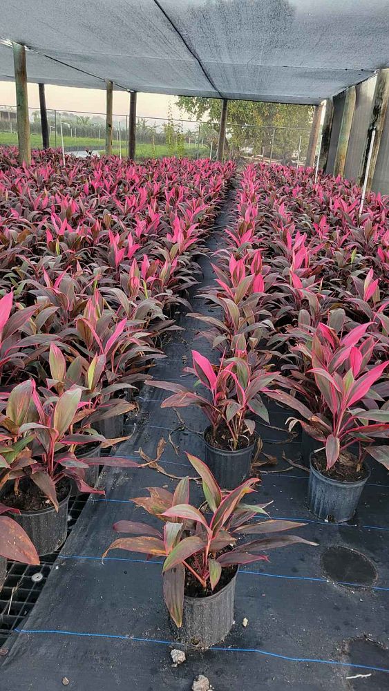 cordyline-fruticosa-red-sister-ti-plant-cordyline-terminalis-dracaena-terminalis