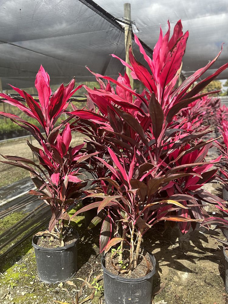 cordyline-fruticosa-red-sister-ti-plant-cordyline-terminalis-dracaena-terminalis