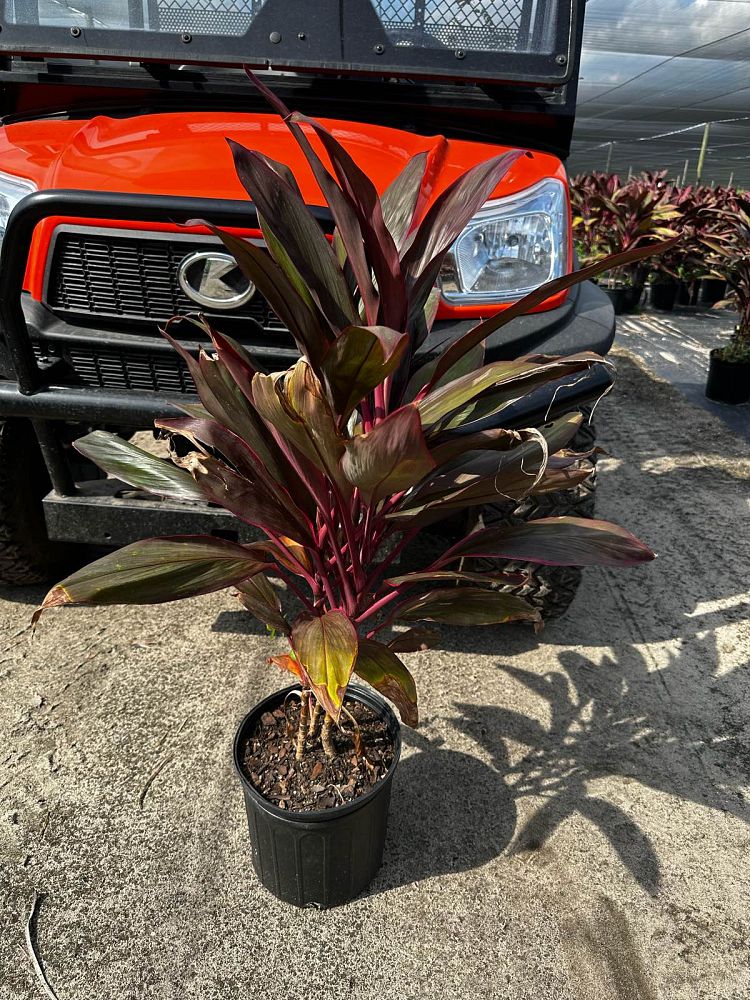 cordyline-fruticosa-red-sister-ti-plant-cordyline-terminalis-dracaena-terminalis