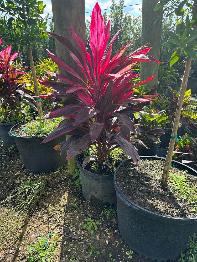 cordyline-fruticosa-red-sister-ti-plant-cordyline-terminalis-dracaena-terminalis
