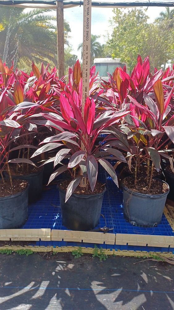 cordyline-fruticosa-red-sister-ti-plant-cordyline-terminalis-dracaena-terminalis