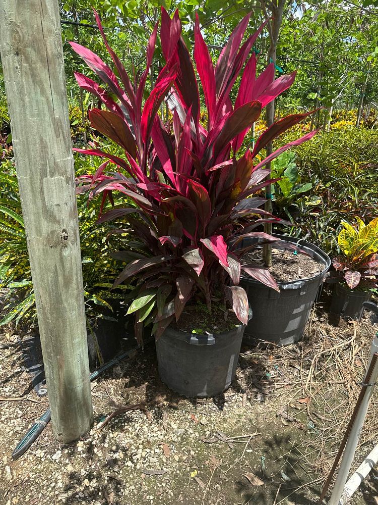 cordyline-fruticosa-red-sister-ti-plant-cordyline-terminalis-dracaena-terminalis