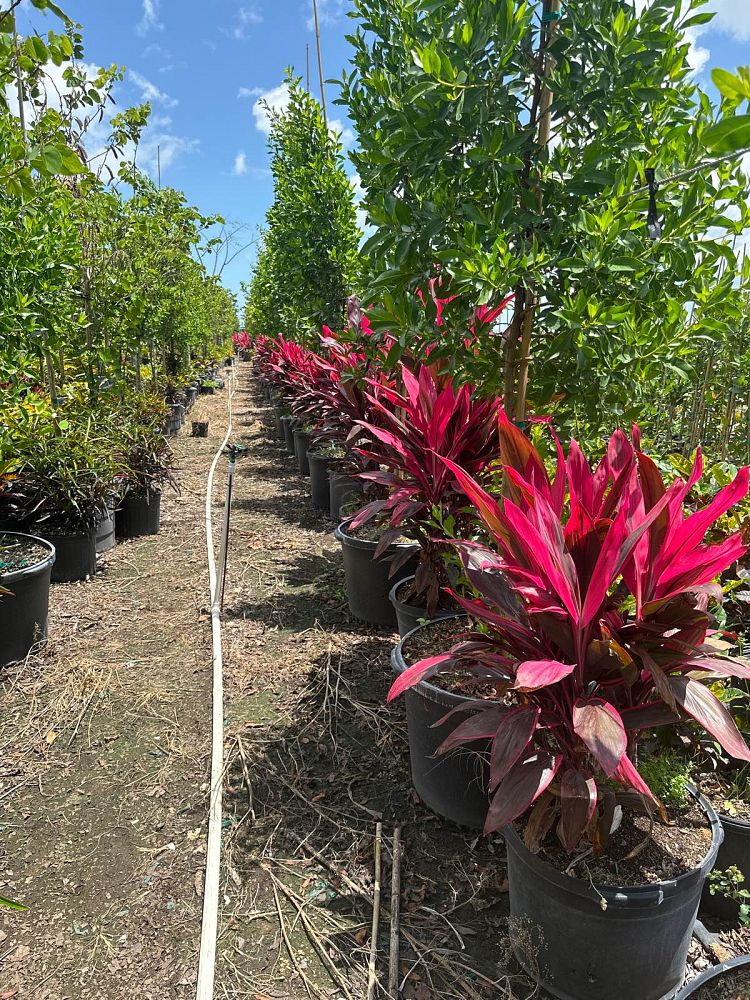 cordyline-fruticosa-red-sister-ti-plant-cordyline-terminalis-dracaena-terminalis