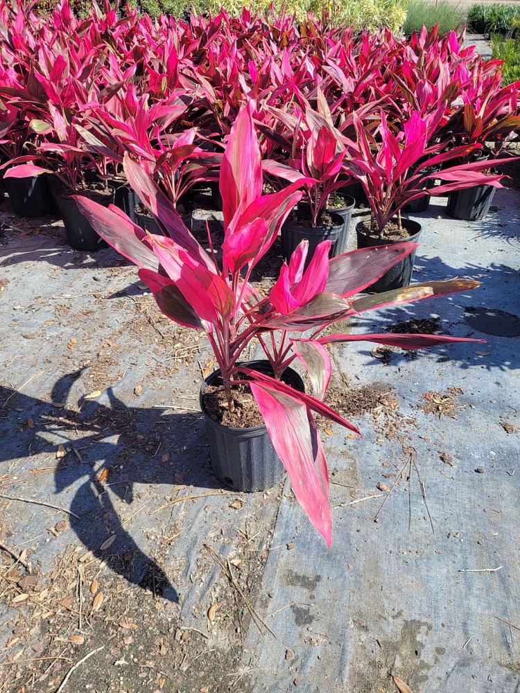cordyline-fruticosa-red-sister-ti-plant-cordyline-terminalis-dracaena-terminalis
