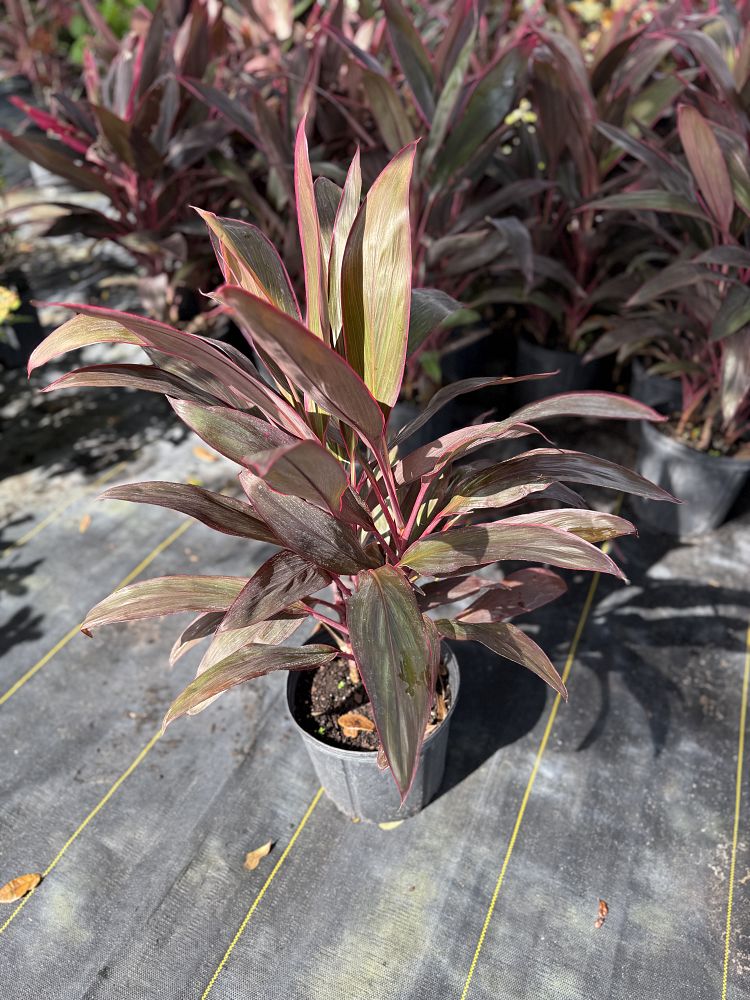 cordyline-fruticosa-red-sister-ti-plant-cordyline-terminalis-dracaena-terminalis