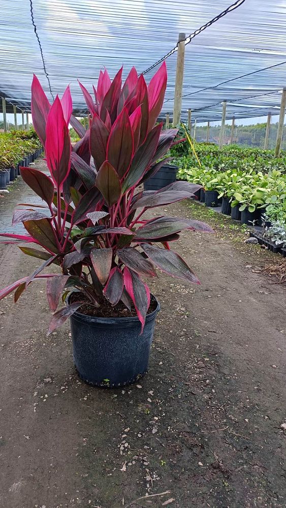 cordyline-fruticosa-red-sister-ti-plant-cordyline-terminalis-dracaena-terminalis