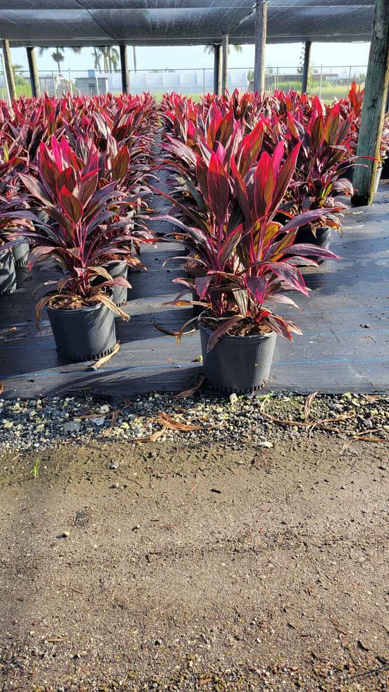 cordyline-fruticosa-red-sister-ti-plant-cordyline-terminalis-dracaena-terminalis