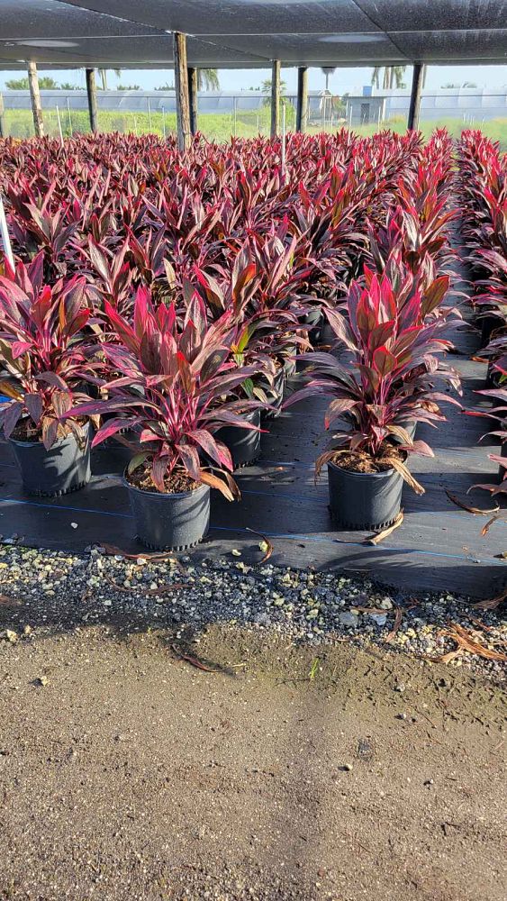 cordyline-fruticosa-red-sister-ti-plant-cordyline-terminalis-dracaena-terminalis