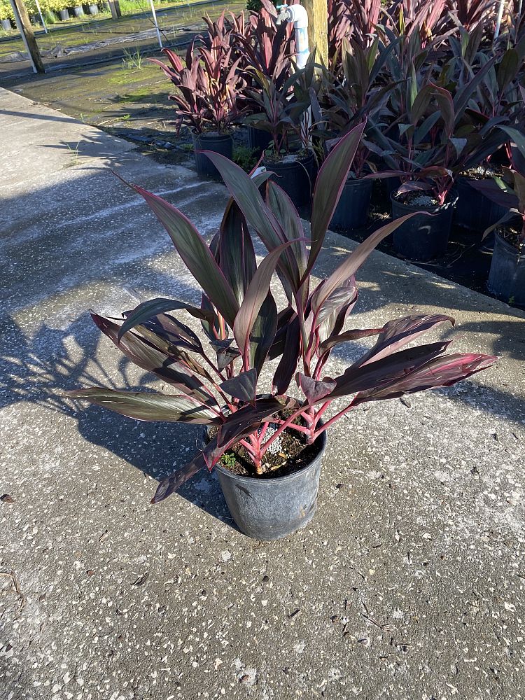cordyline-fruticosa-red-sister-ti-plant-cordyline-terminalis-dracaena-terminalis
