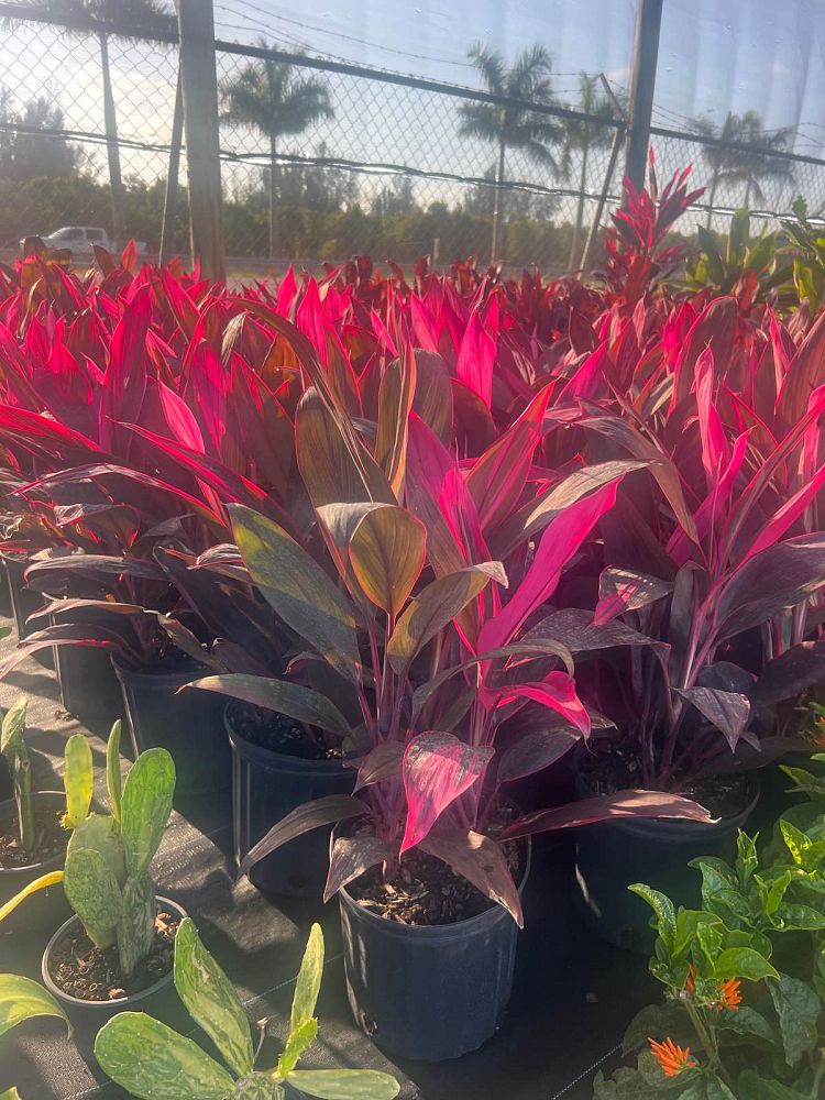 cordyline-fruticosa-red-sister-ti-plant-cordyline-terminalis-dracaena-terminalis