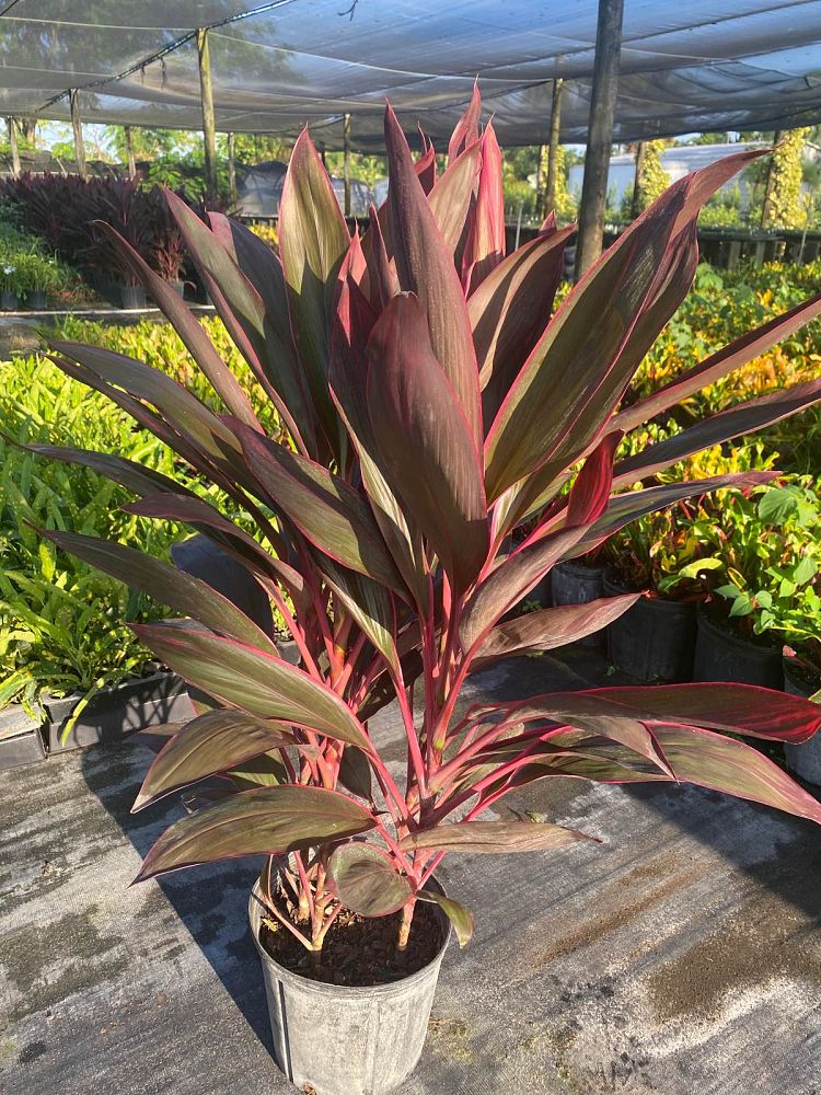 cordyline-fruticosa-red-sister-ti-plant-cordyline-terminalis-dracaena-terminalis
