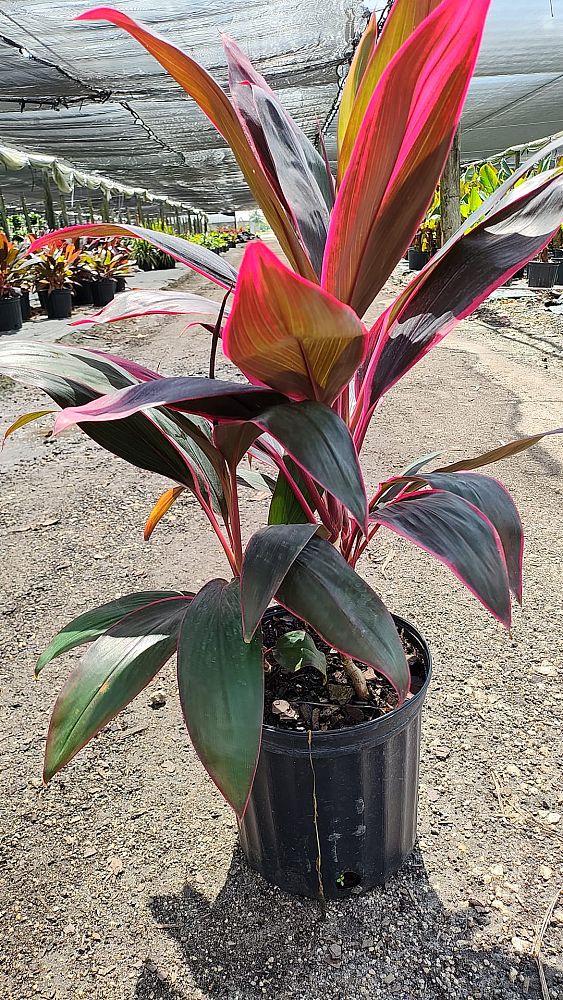 cordyline-fruticosa-red-sister-ti-plant-cordyline-terminalis-dracaena-terminalis