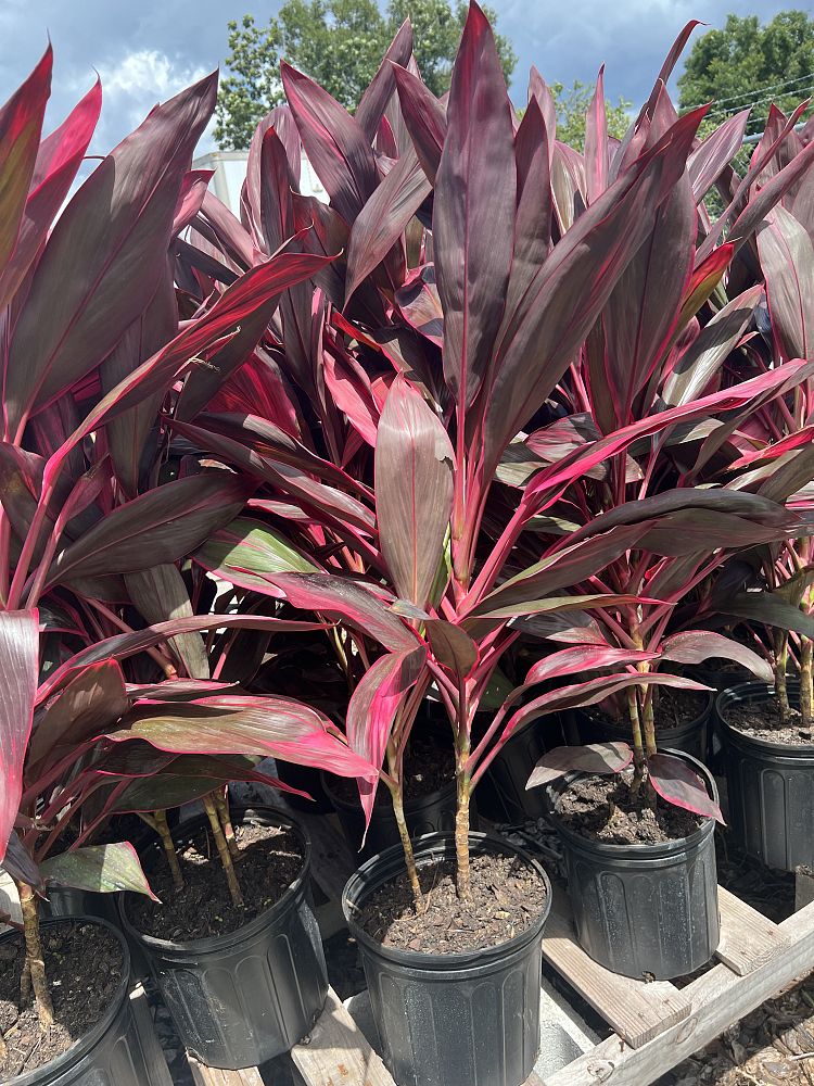cordyline-fruticosa-red-sister-ti-plant-cordyline-terminalis-dracaena-terminalis