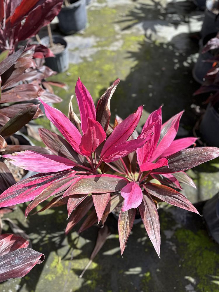 cordyline-fruticosa-red-sister-ti-plant-cordyline-terminalis-dracaena-terminalis