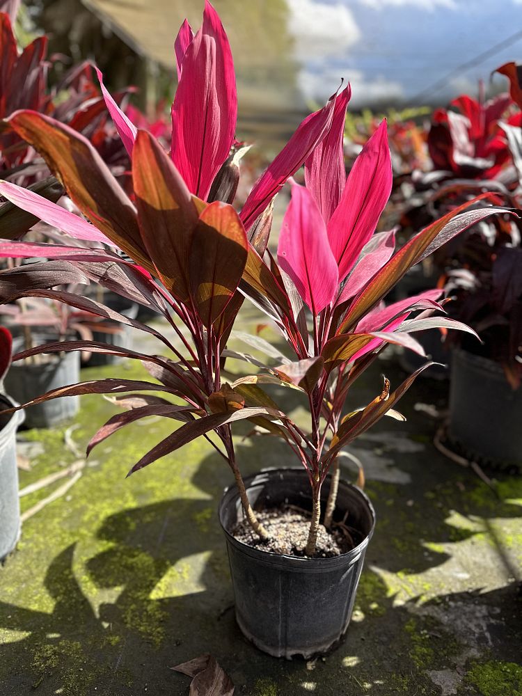 cordyline-fruticosa-red-sister-ti-plant-cordyline-terminalis-dracaena-terminalis