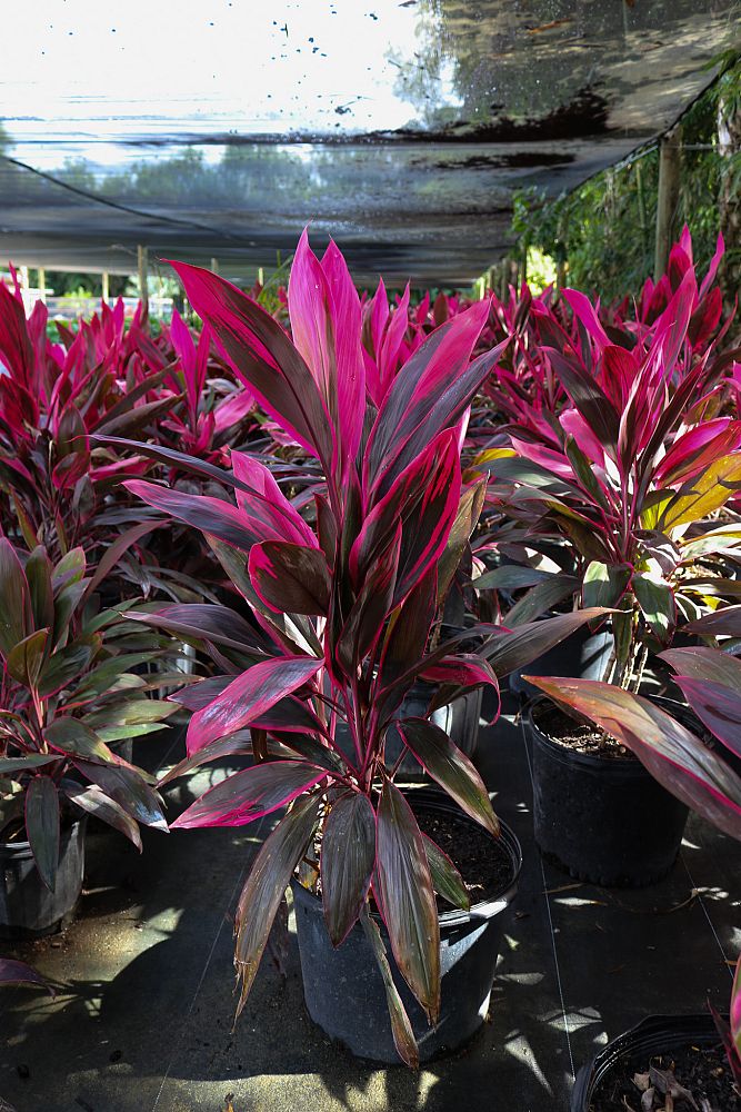 cordyline-fruticosa-red-sister-ti-plant-cordyline-terminalis-dracaena-terminalis