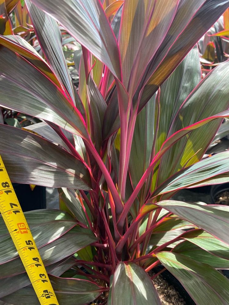 cordyline-fruticosa-red-sister-ti-plant-cordyline-terminalis-dracaena-terminalis