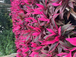 cordyline-fruticosa-red-sister-ti-plant-cordyline-terminalis-dracaena-terminalis