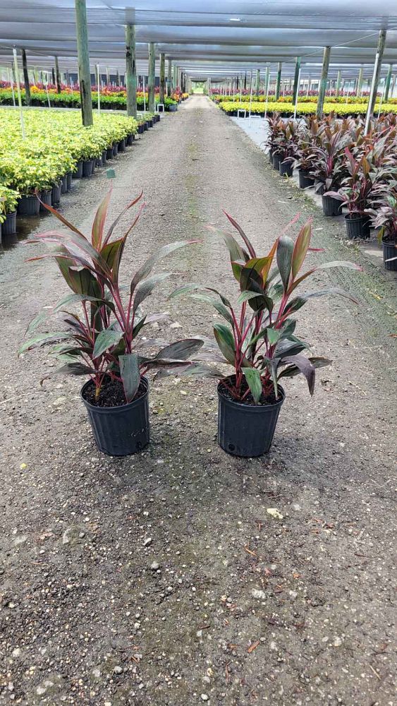 cordyline-fruticosa-red-sister-ti-plant-cordyline-terminalis-dracaena-terminalis