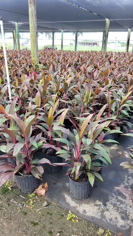 cordyline-fruticosa-red-sister-ti-plant-cordyline-terminalis-dracaena-terminalis