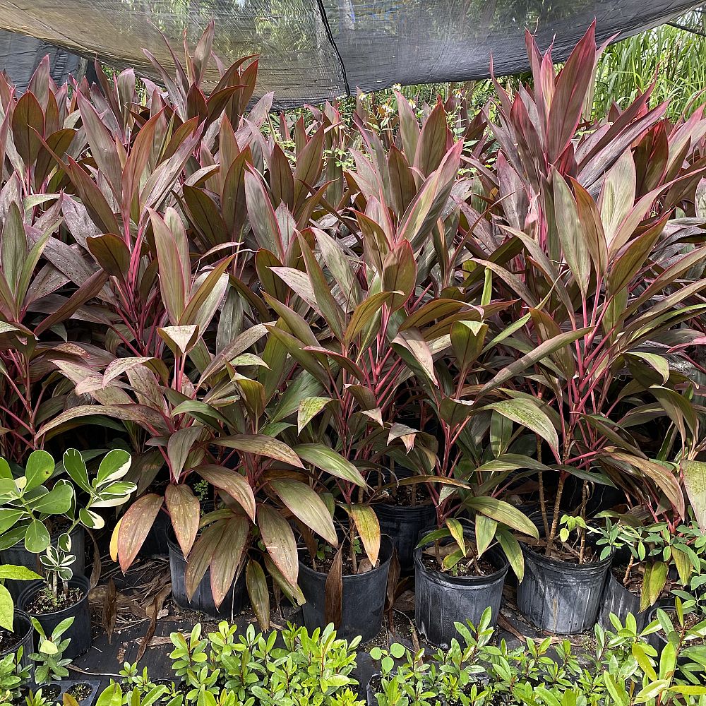 cordyline-fruticosa-red-sister-ti-plant-cordyline-terminalis-dracaena-terminalis