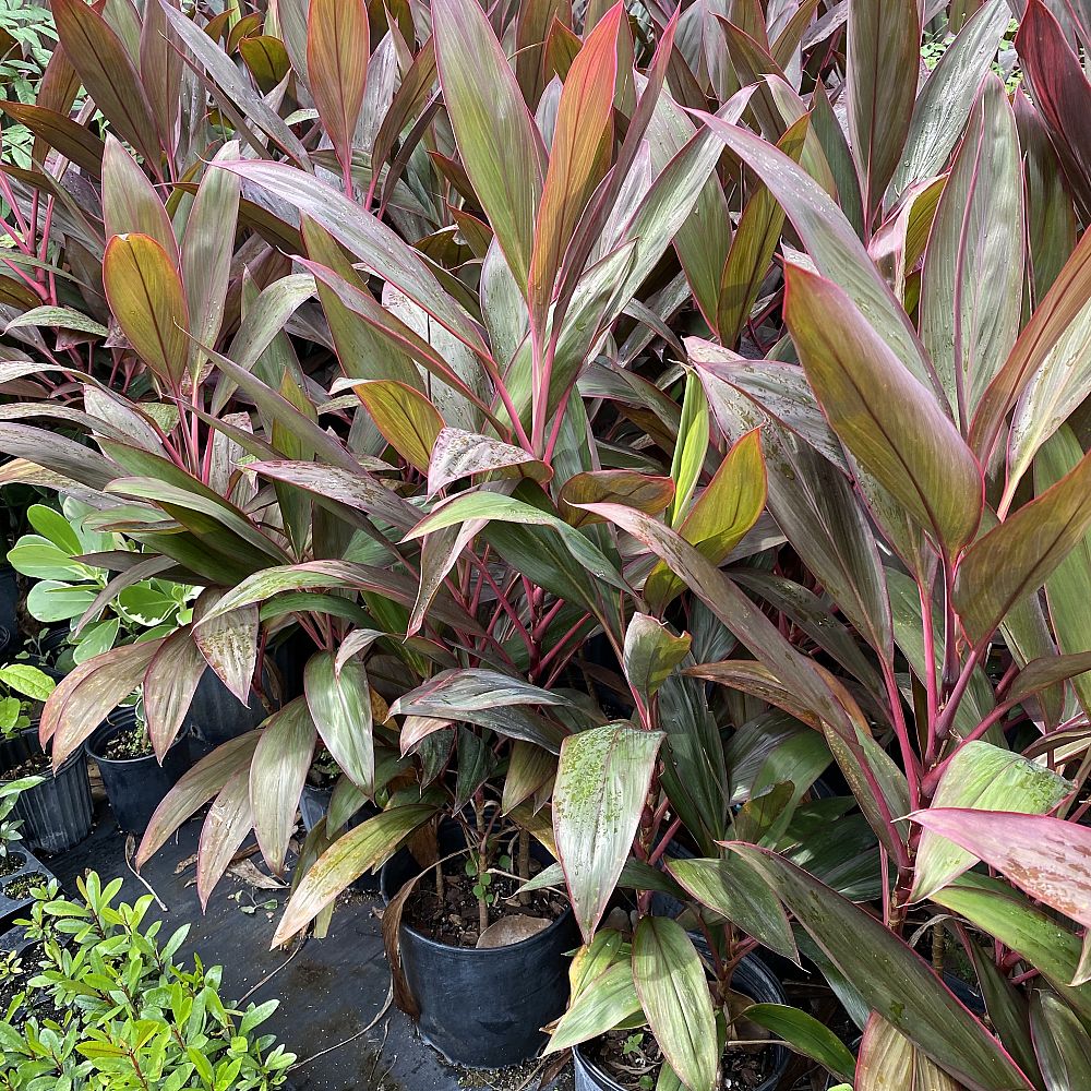 cordyline-fruticosa-red-sister-ti-plant-cordyline-terminalis-dracaena-terminalis