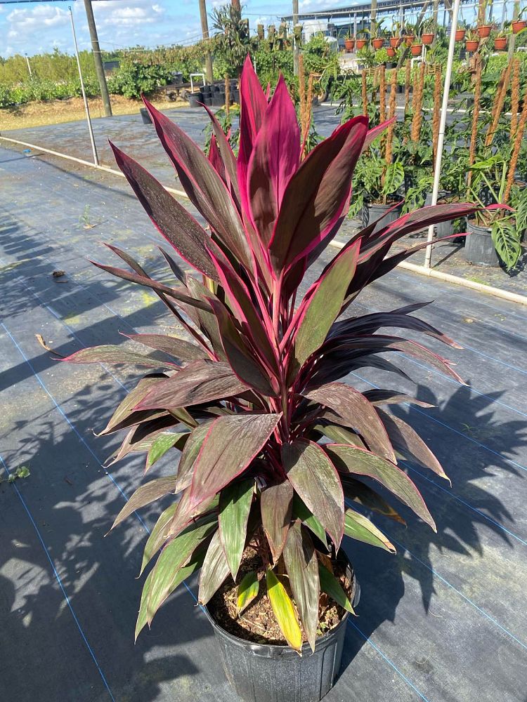 cordyline-fruticosa-red-sister-ti-plant-cordyline-terminalis-dracaena-terminalis