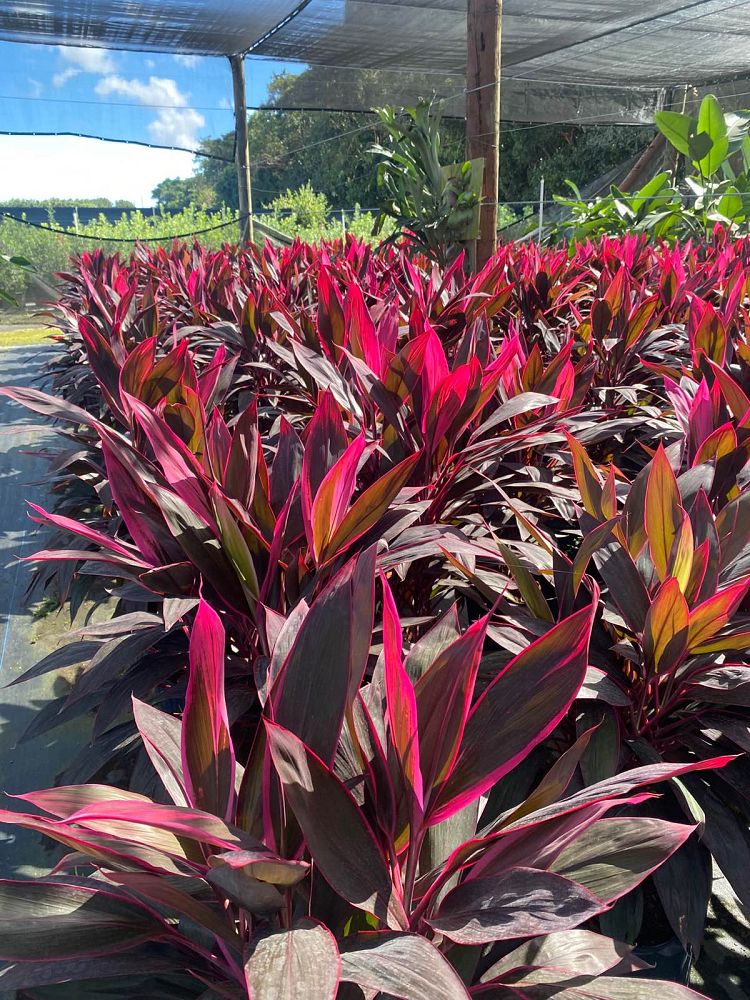 cordyline-fruticosa-red-sister-ti-plant-cordyline-terminalis-dracaena-terminalis