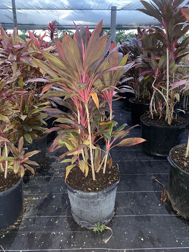 cordyline-fruticosa-red-sister-ti-plant-cordyline-terminalis-dracaena-terminalis