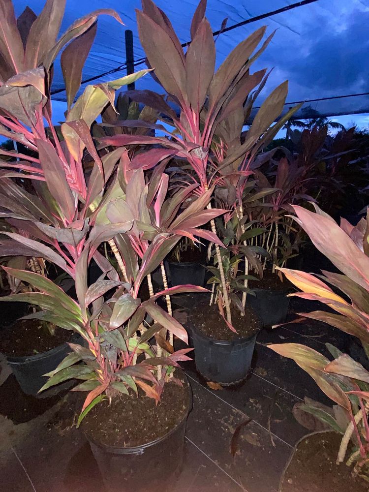 cordyline-fruticosa-red-sister-ti-plant-cordyline-terminalis-dracaena-terminalis